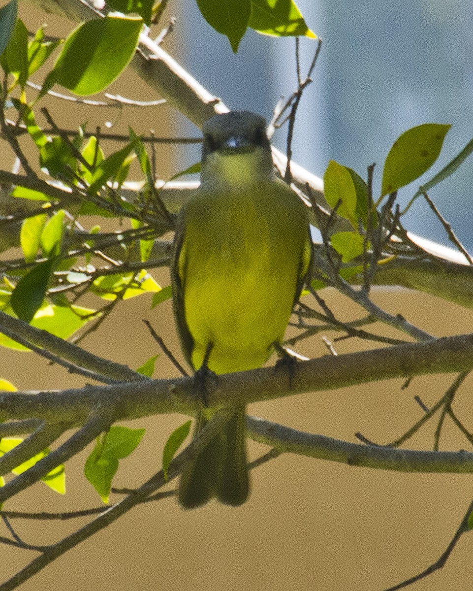 Tropical Kingbird - ML620455248