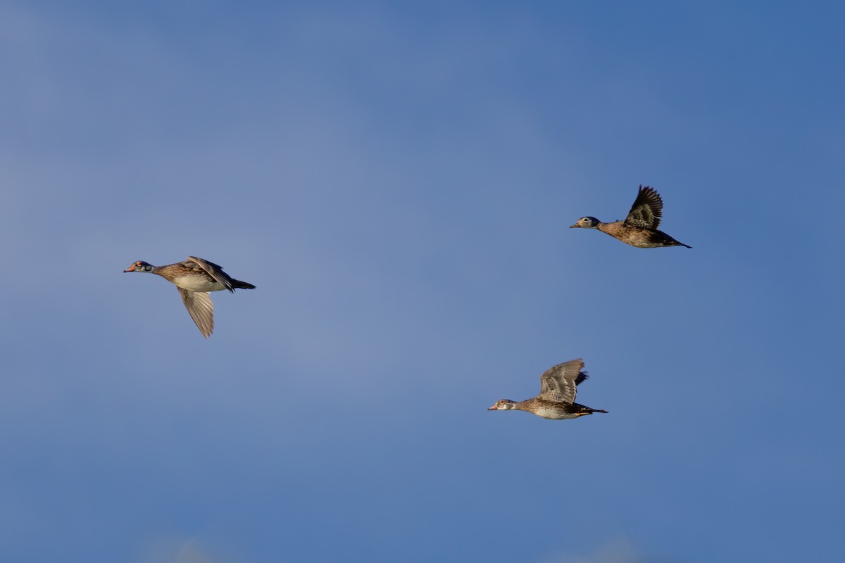 Wood Duck - ML620455254