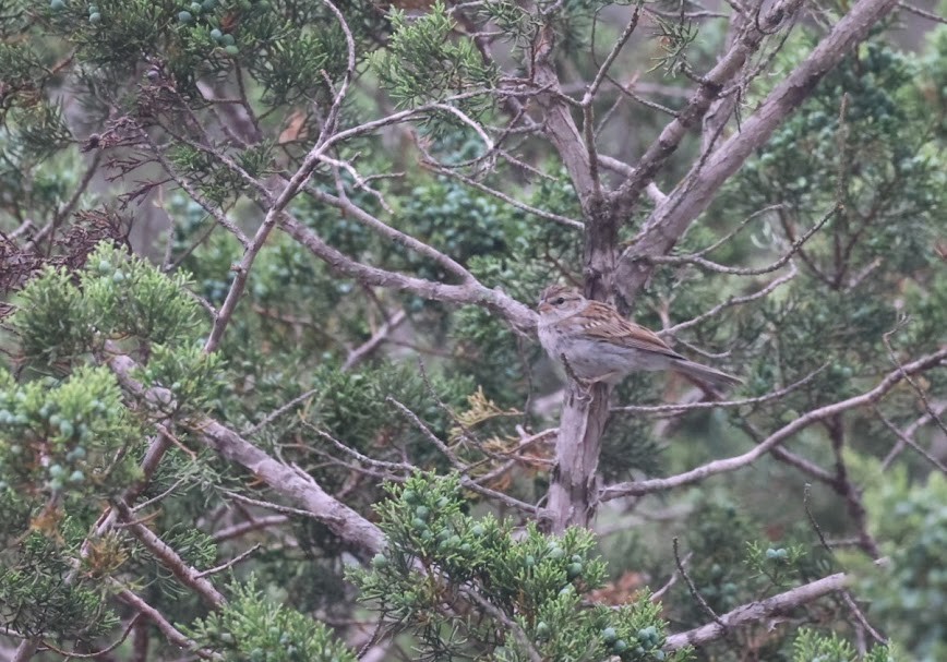 Chipping Sparrow - ML620455256