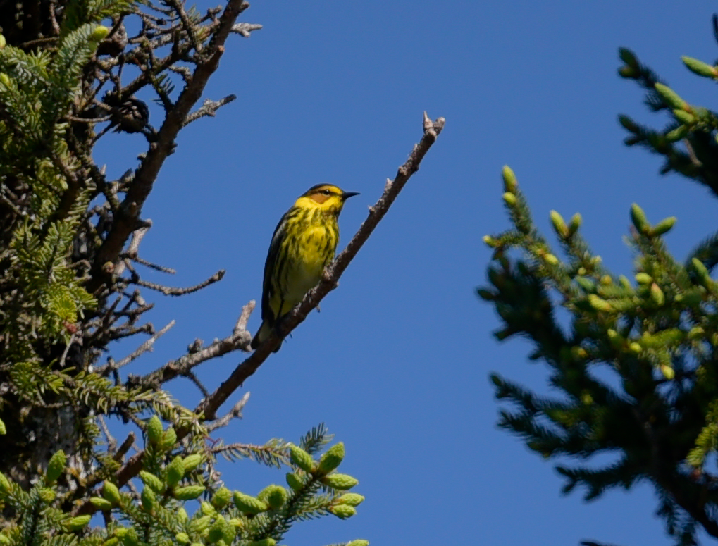 Cape May Warbler - ML620455257