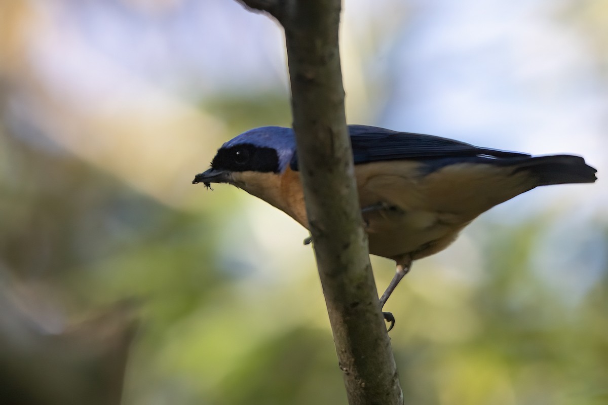 Fawn-breasted Tanager - ML620455259