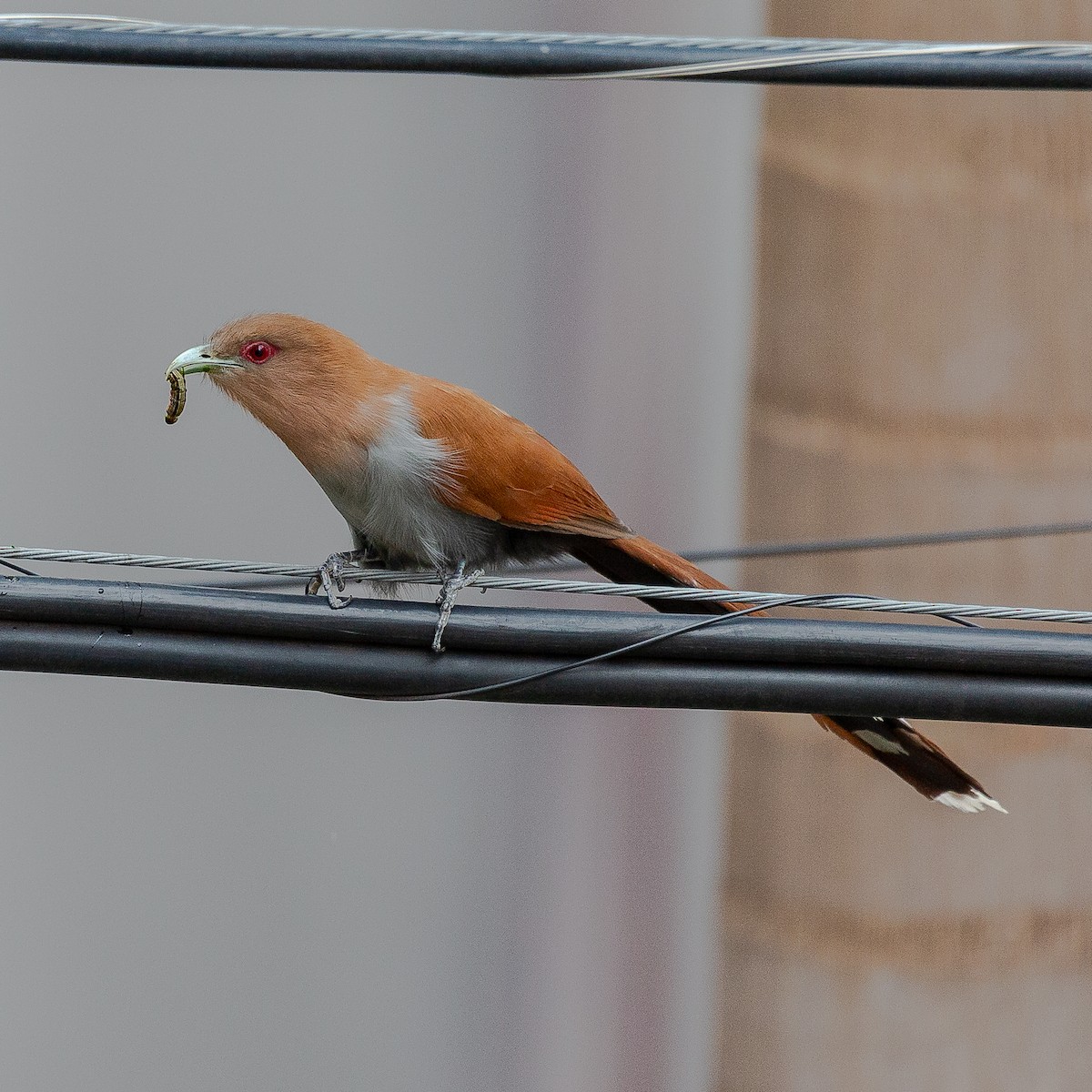 Squirrel Cuckoo - ML620455260