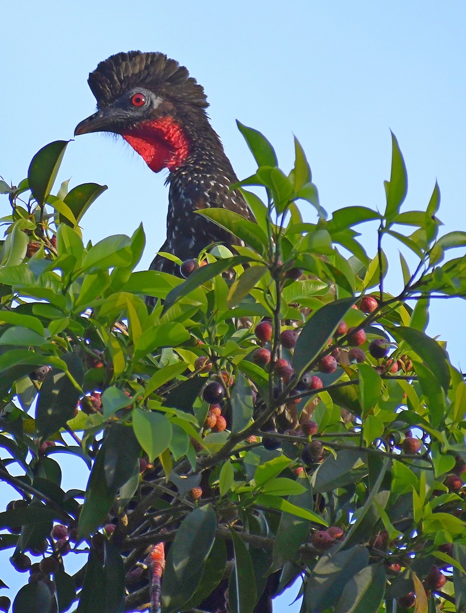 Crested Guan - ML620455269