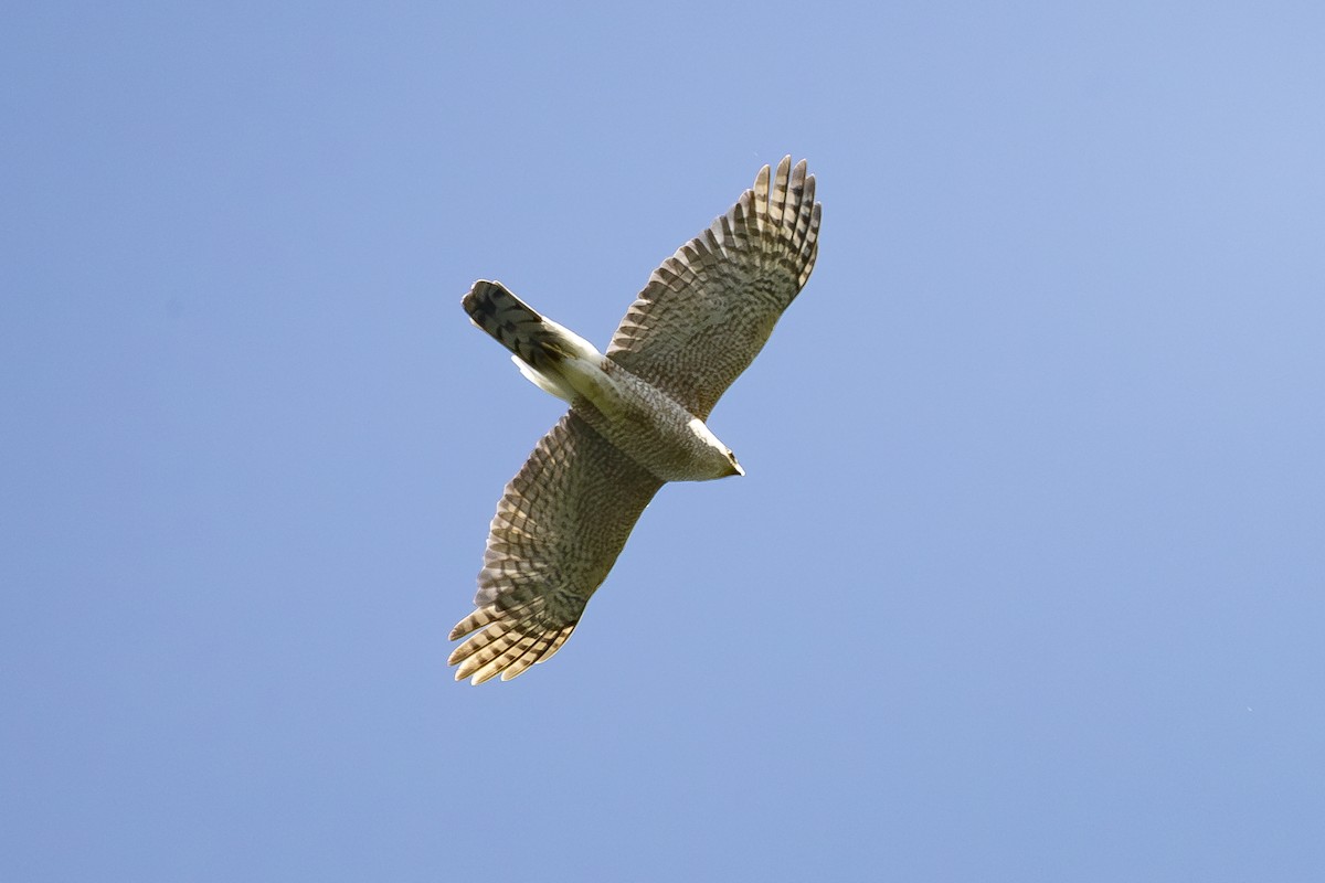 Cooper's Hawk - ML620455274