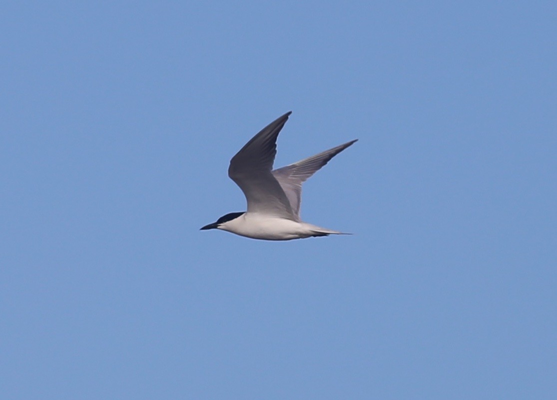 Gull-billed Tern - ML620455276