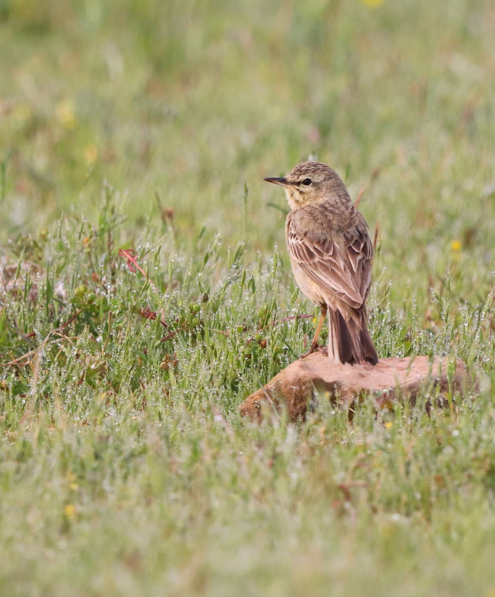 Tawny Pipit - ML620455277