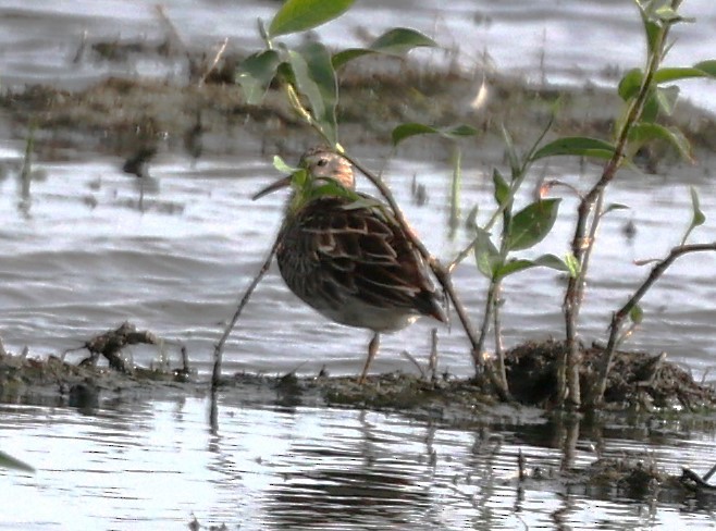 Bécasseau à poitrine cendrée - ML620455282