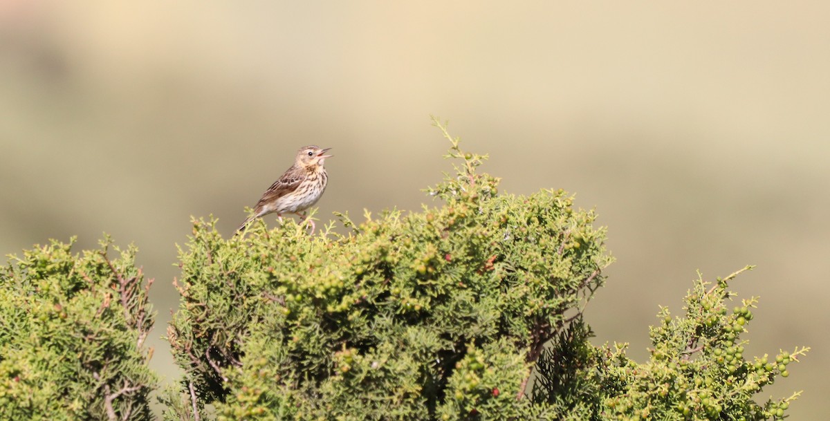 Tree Pipit - ML620455296