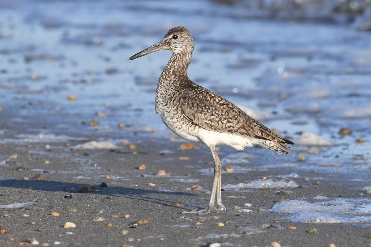 Willet - ML620455298