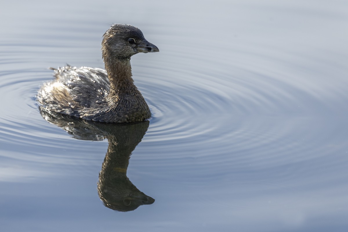 Pied-billed Grebe - ML620455299