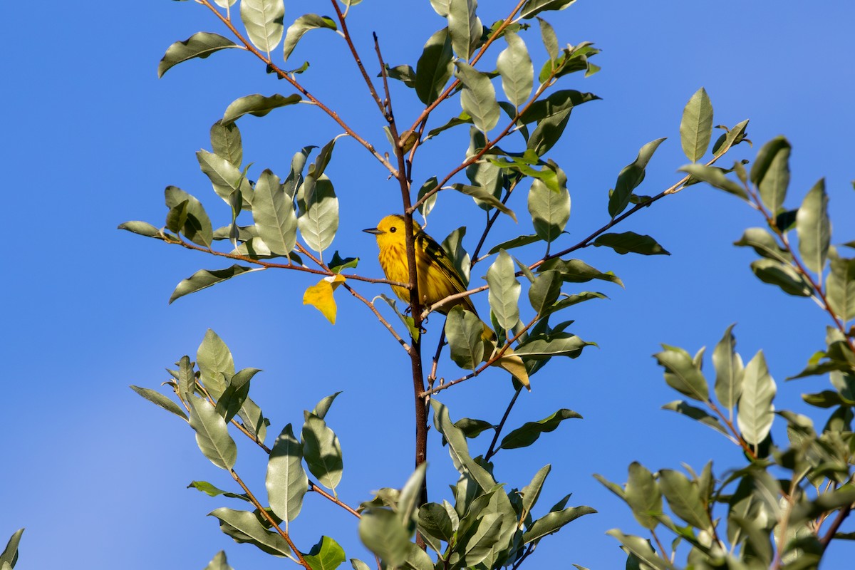 Yellow Warbler - ML620455301