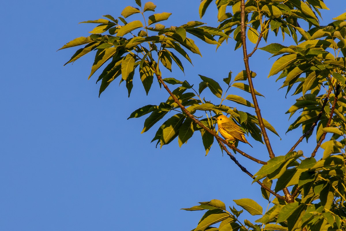 Yellow Warbler - ML620455302