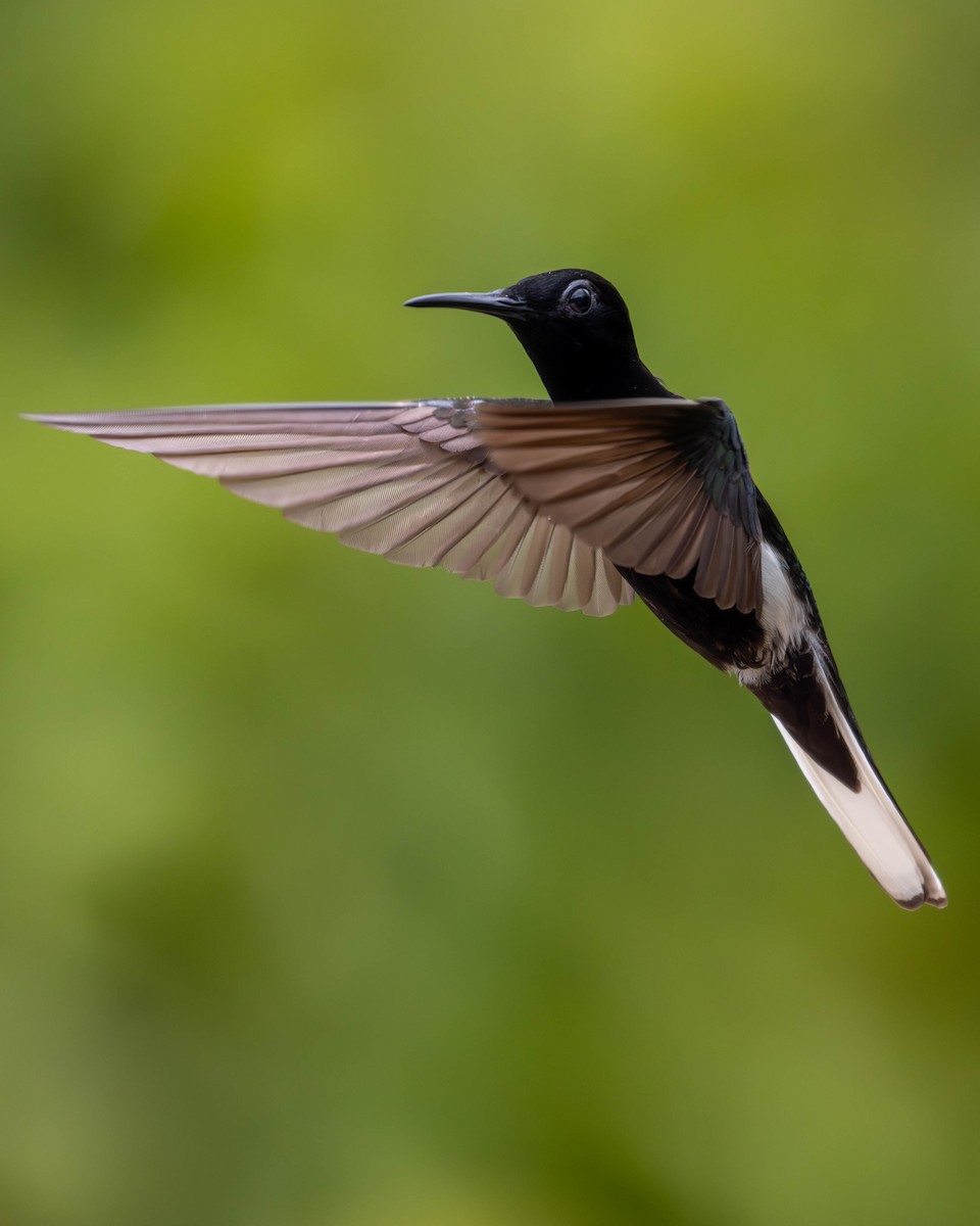 Colibrí Negro - ML620455303