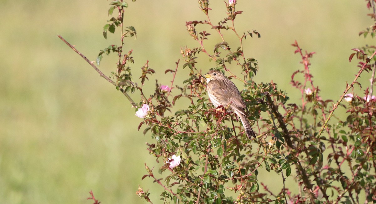 Corn Bunting - ML620455314