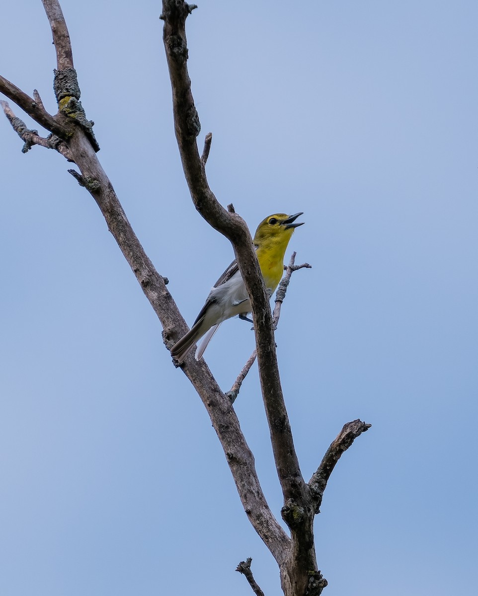 Yellow-throated Vireo - ML620455319