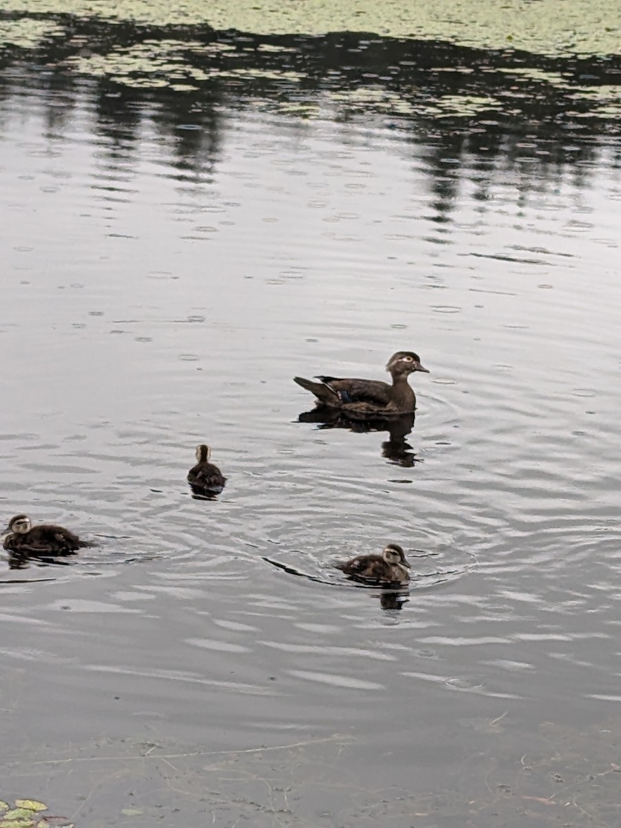 Canard branchu - ML620455321