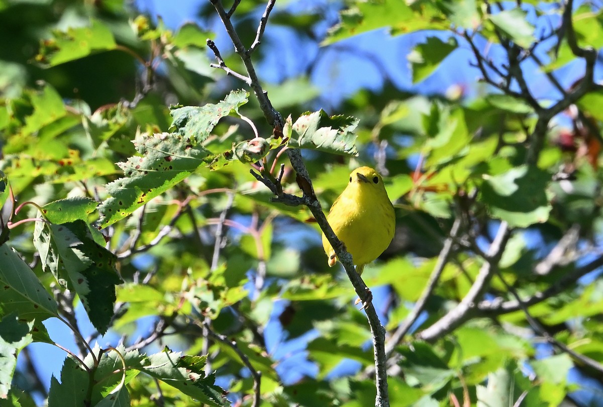 Yellow Warbler - ML620455326