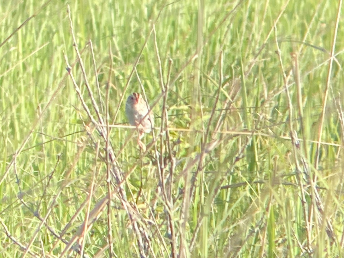 Henslow's Sparrow - ML620455331