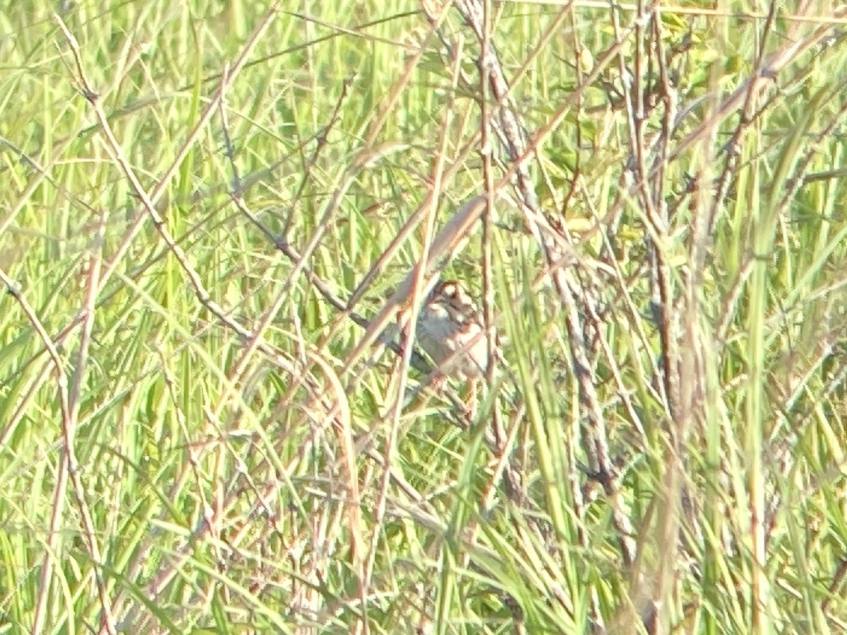 Henslow's Sparrow - ML620455332