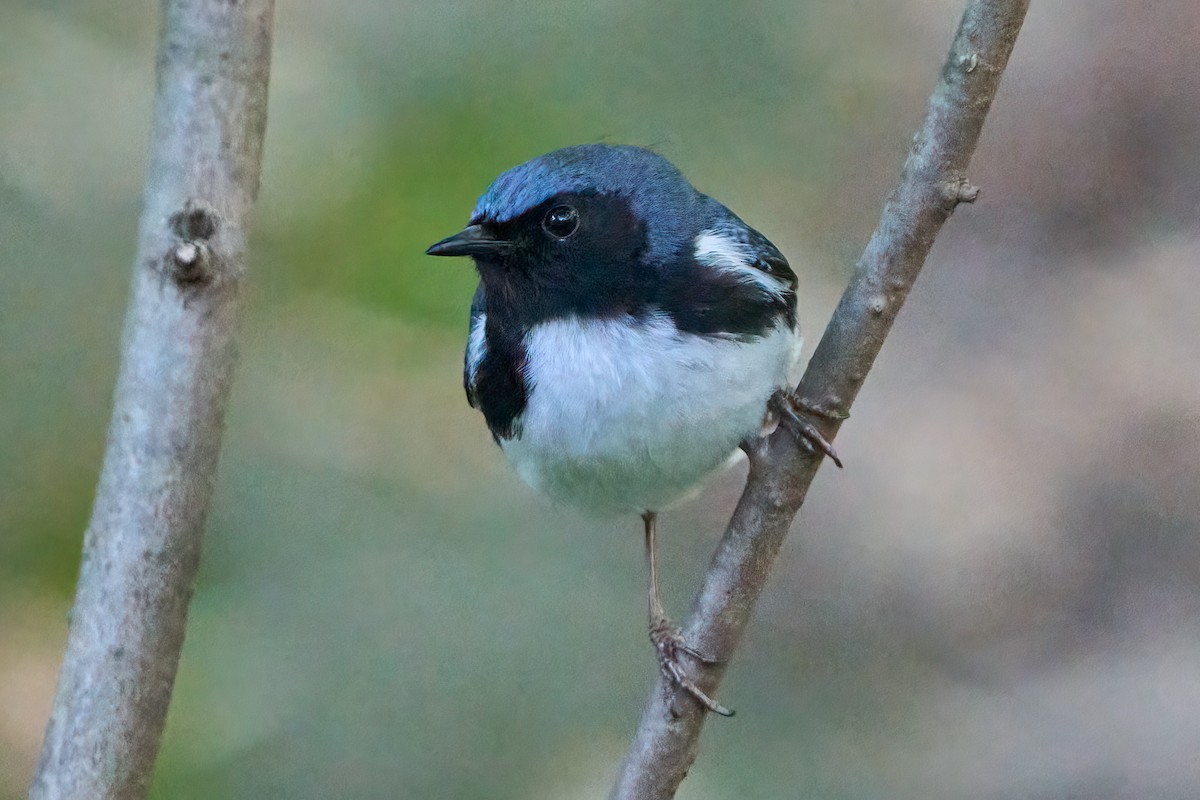 Black-throated Blue Warbler - ML620455334