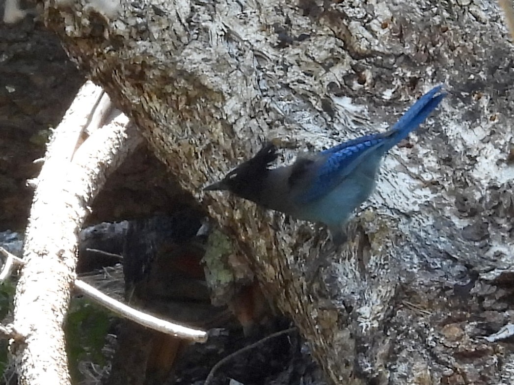 Steller's Jay - ML620455339