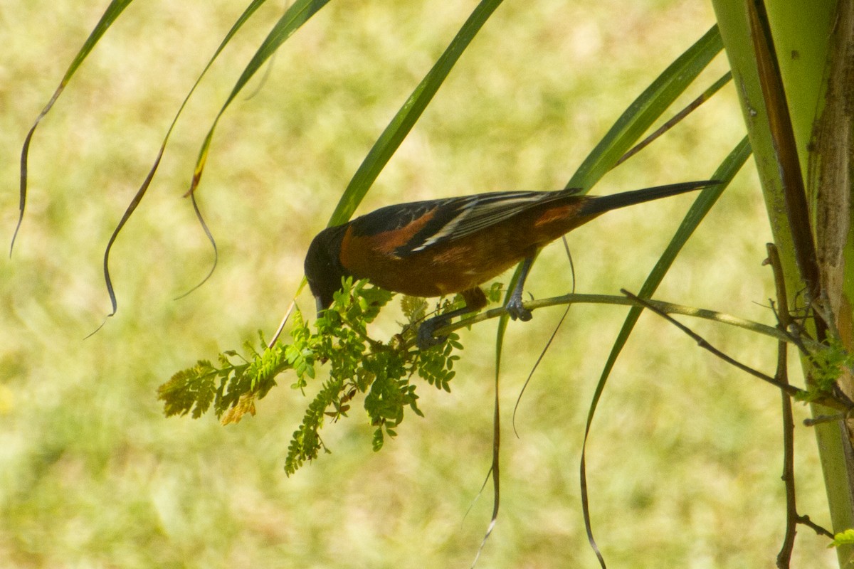 Orchard Oriole - ML620455341