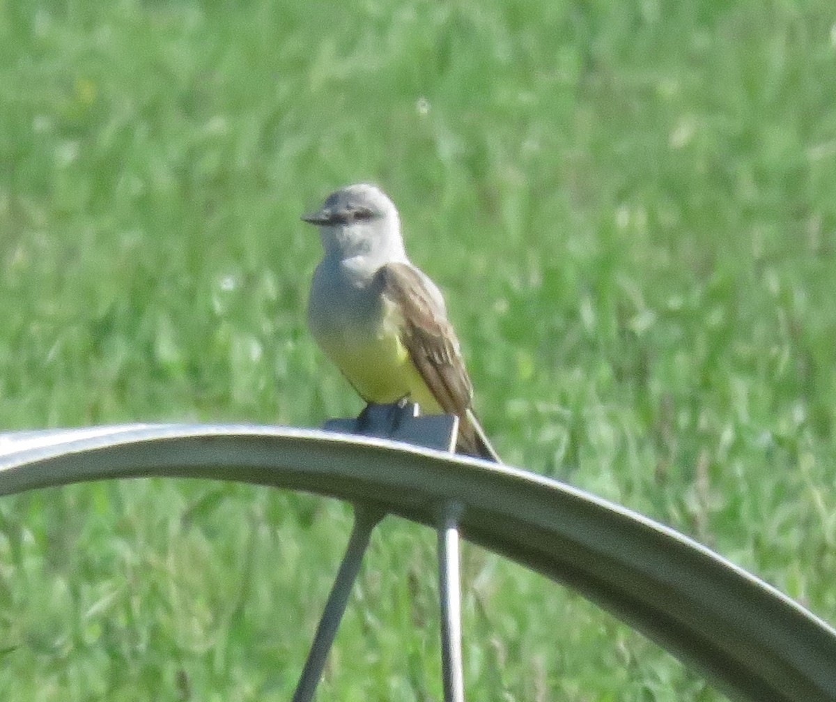 Western Kingbird - ML620455349