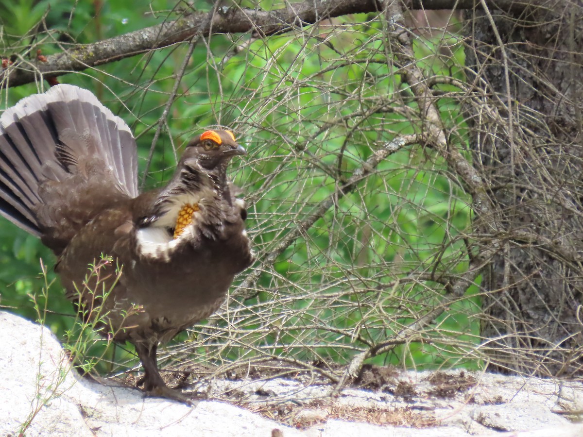 Gallo Fuliginoso - ML620455351