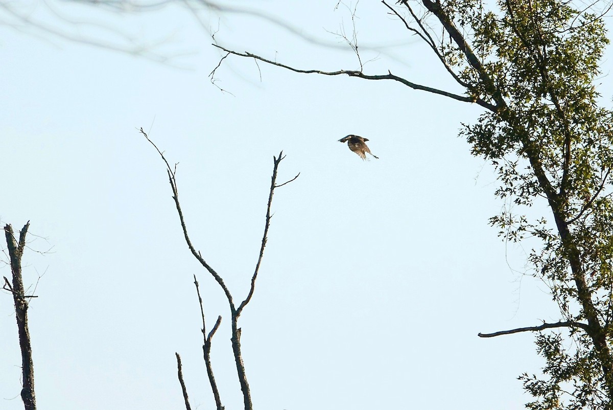 Red-tailed Hawk - deborah grimes