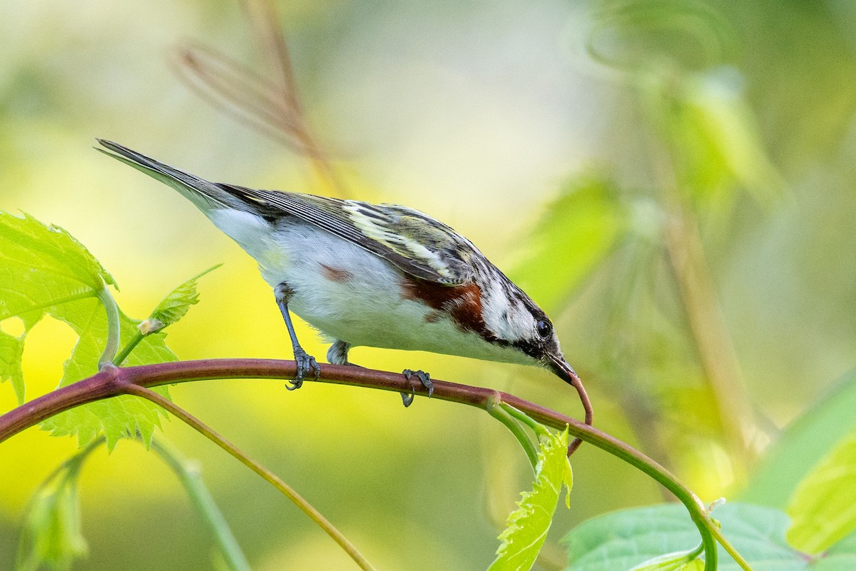 Chestnut-sided Warbler - ML620455363