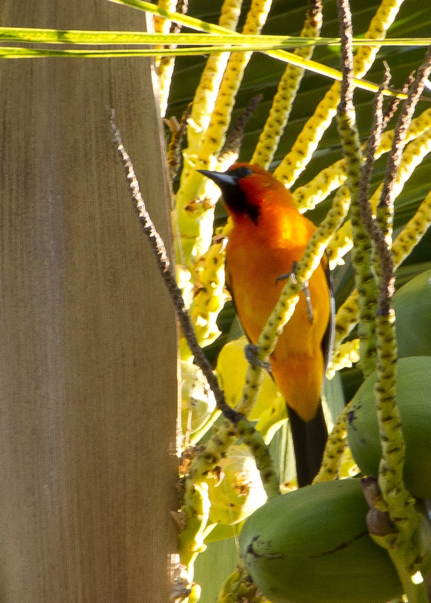 Streak-backed Oriole - ML620455365