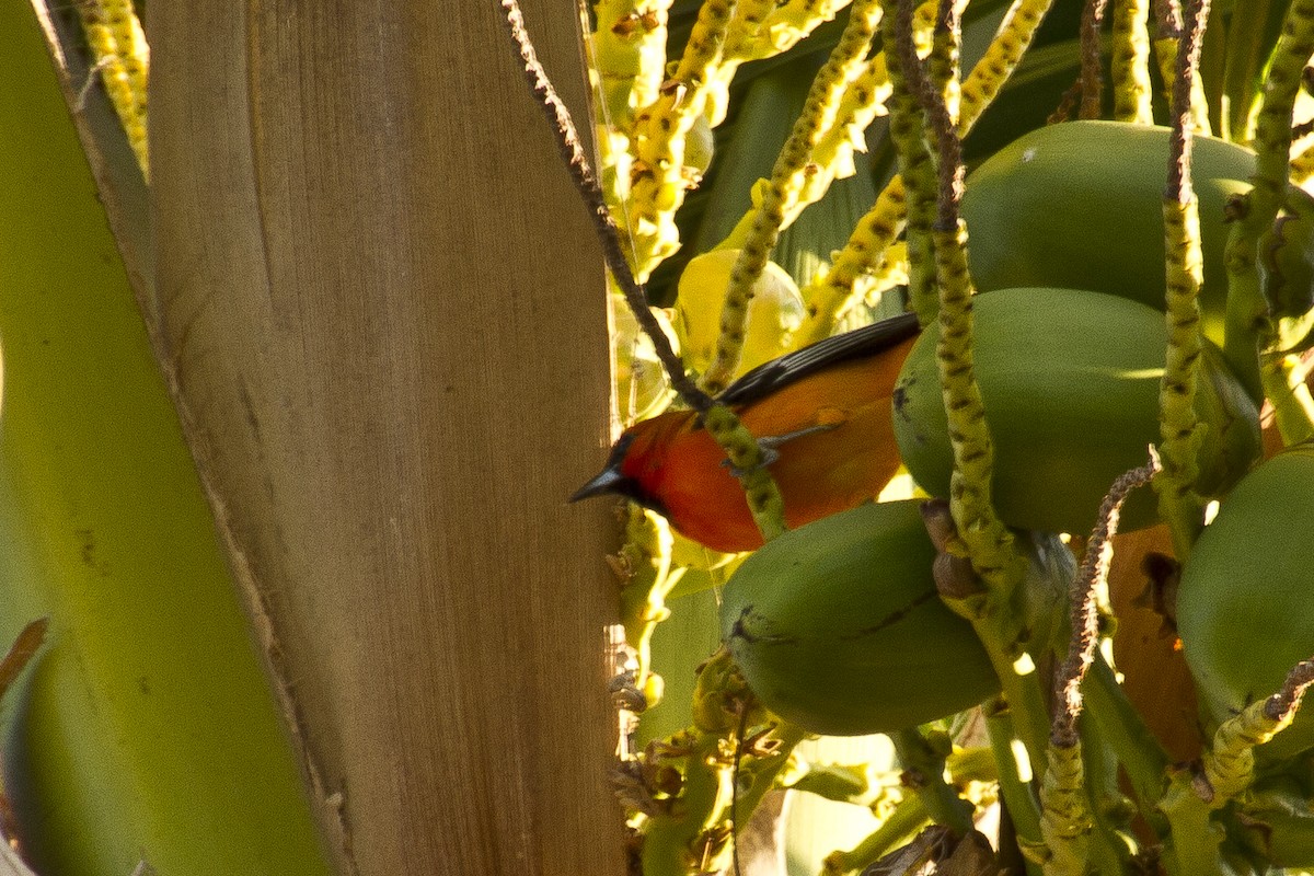 Streak-backed Oriole - ML620455366