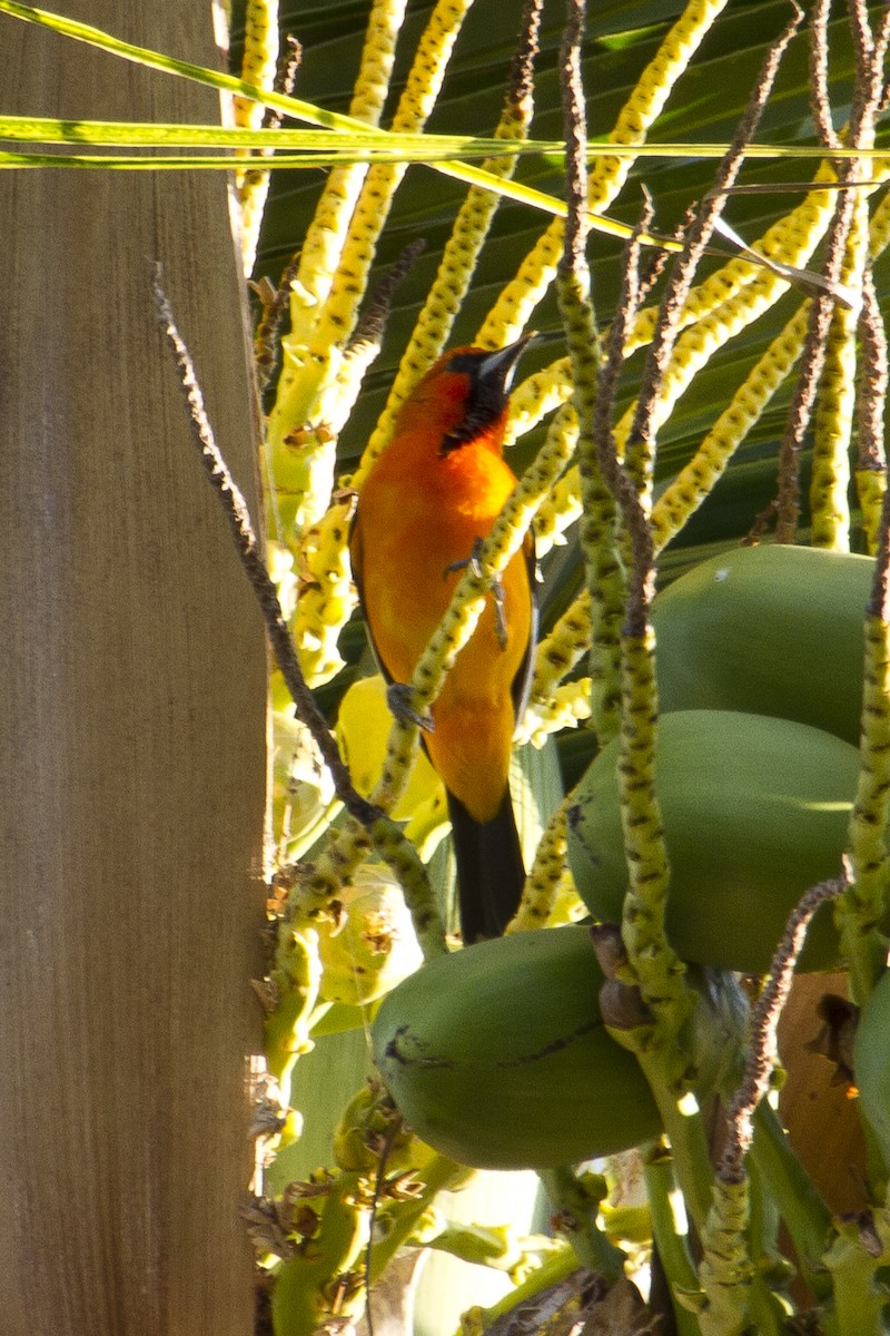 Streak-backed Oriole - Johanne Cousineau