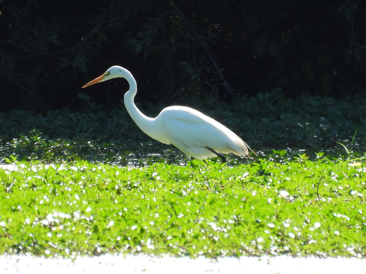 Grande Aigrette - ML620455373