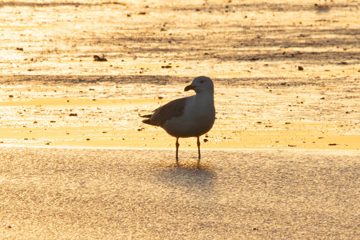 Herring Gull - ML620455376