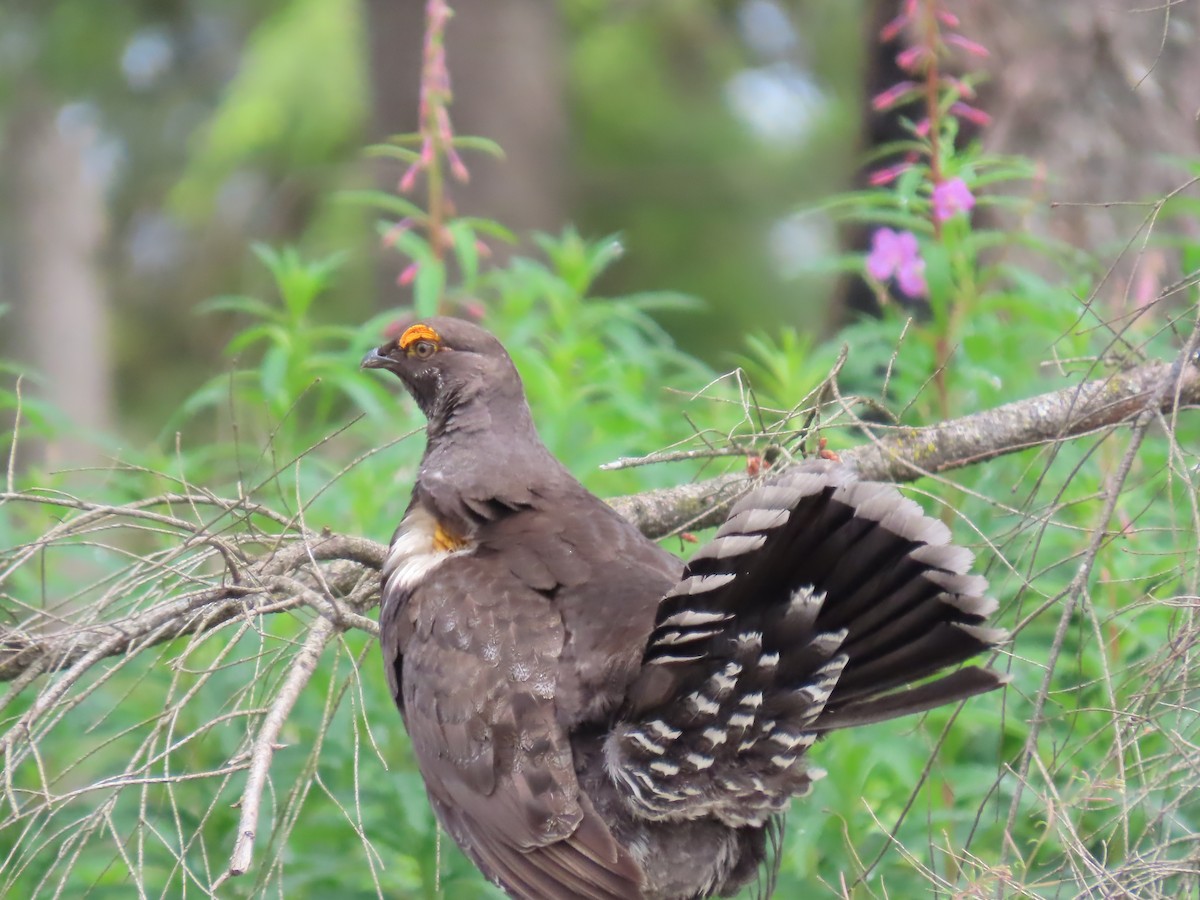 Sooty Grouse - ML620455381