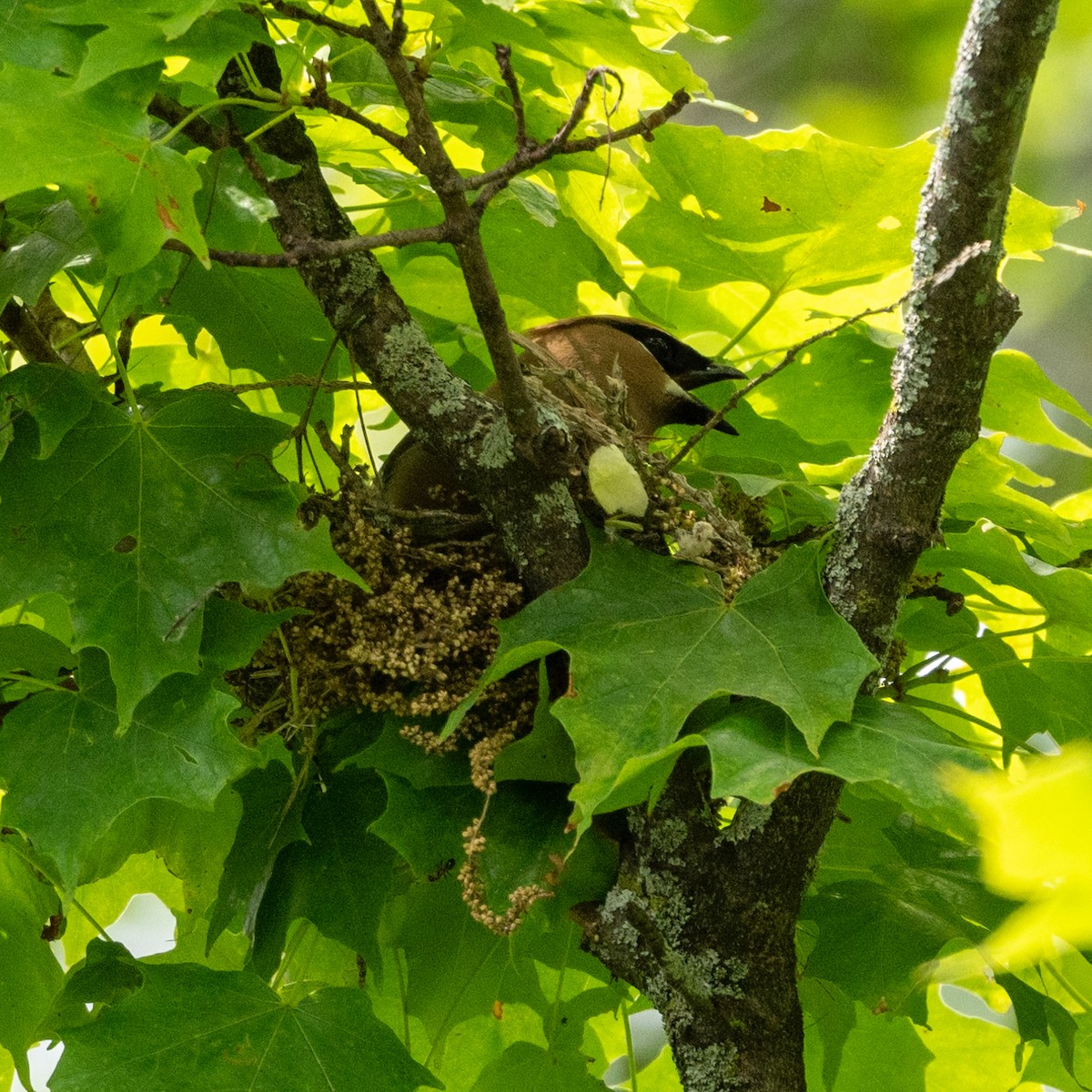 Cedar Waxwing - ML620455382