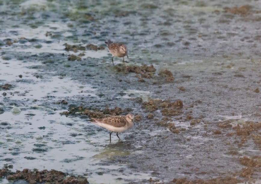 Weißbürzel-Strandläufer - ML620455383