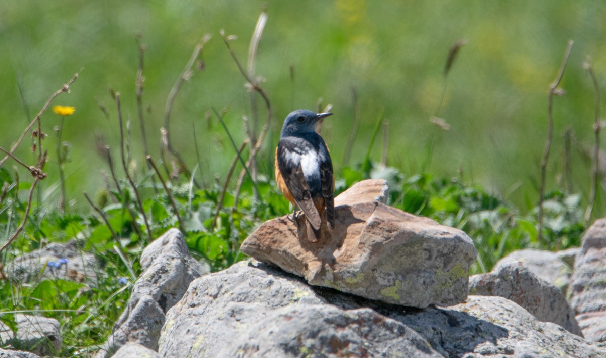 Rufous-tailed Rock-Thrush - ML620455392