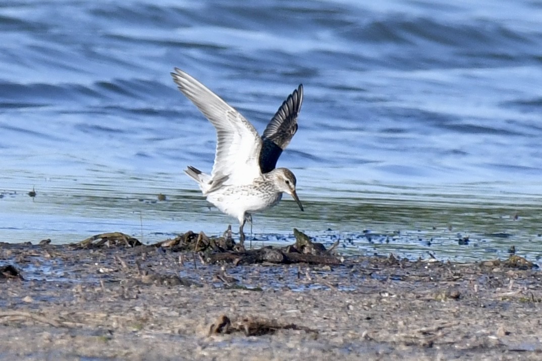 White-rumped Sandpiper - Sue Palmer