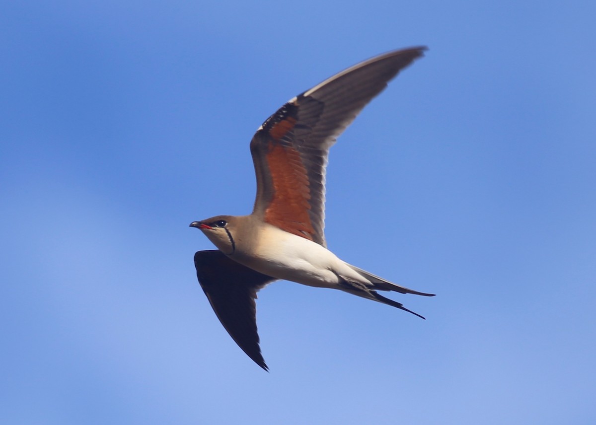 Collared Pratincole - ML620455399