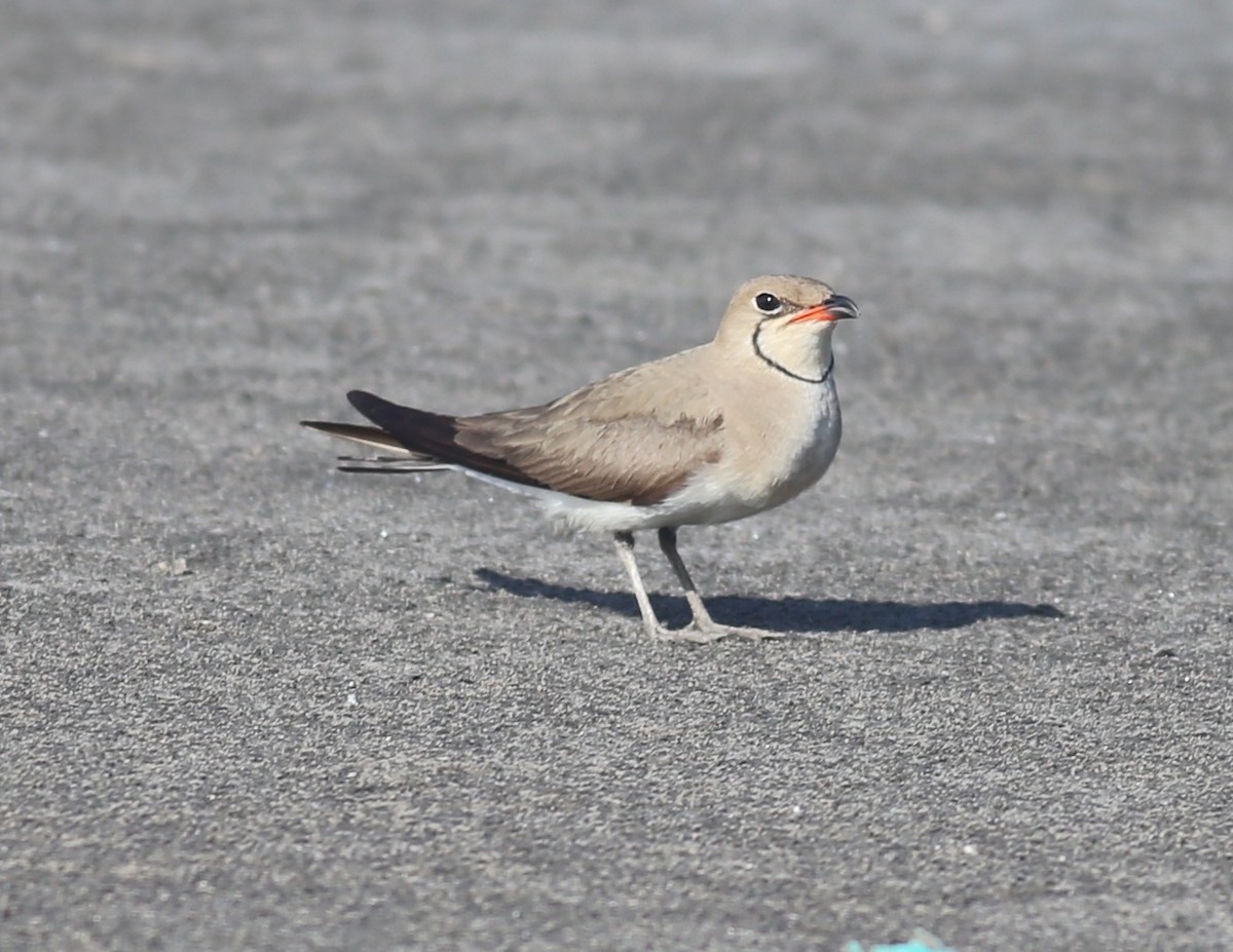 Collared Pratincole - ML620455404