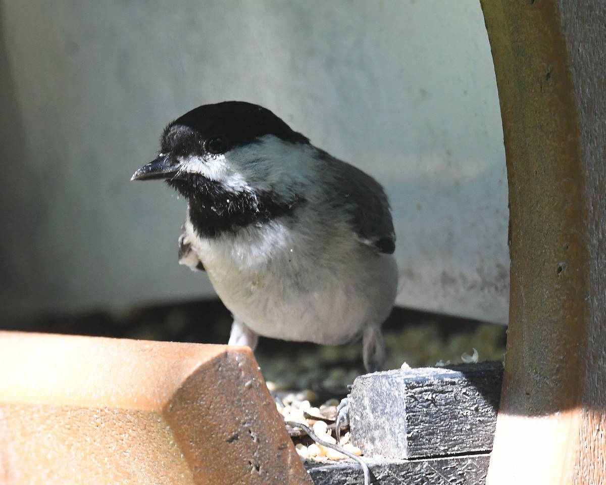 Carolina Chickadee - ML620455408