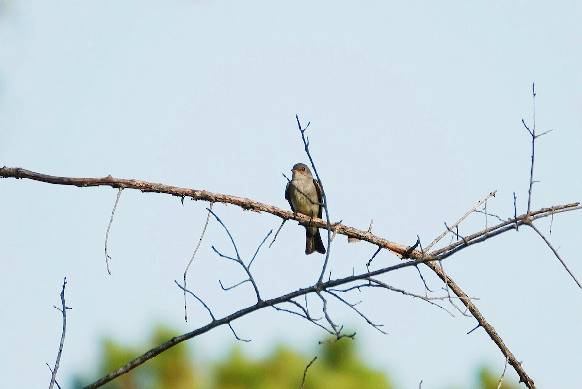 Eastern Wood-Pewee - ML620455412