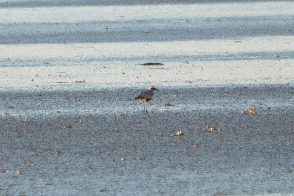 Black-bellied Plover - ML620455415