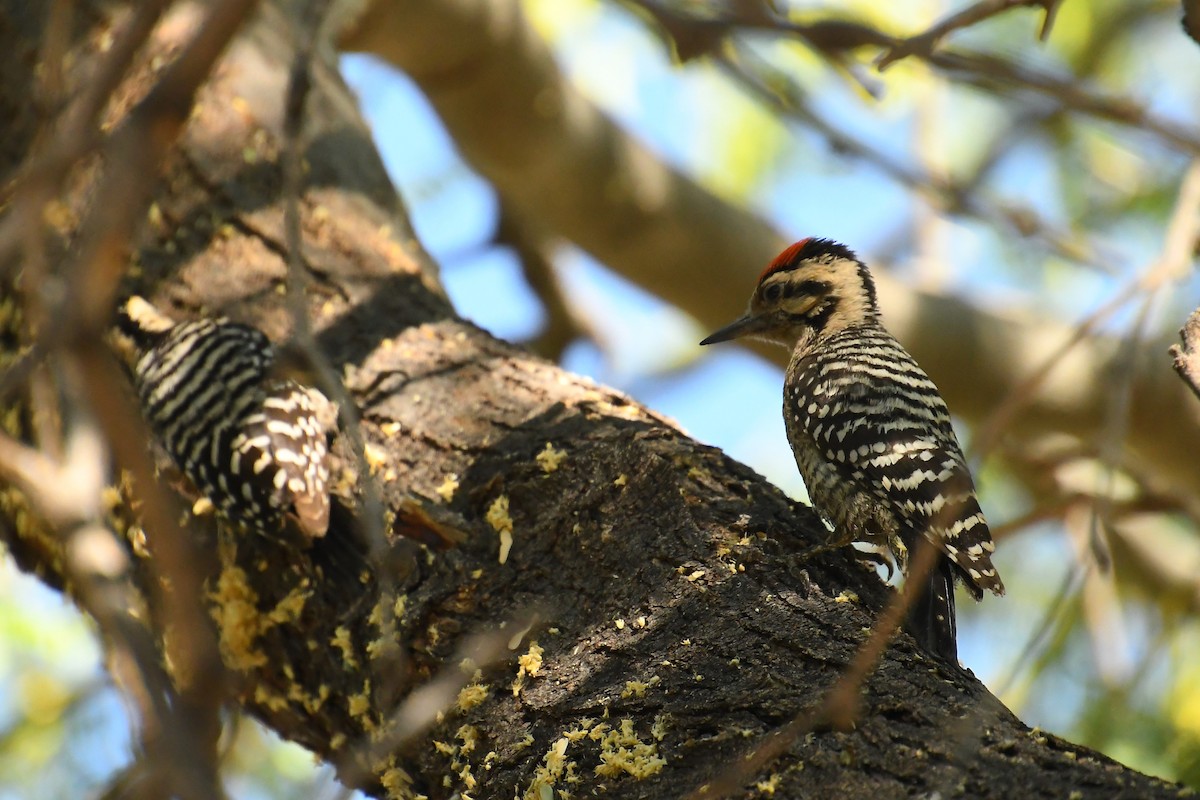 Ladder-backed Woodpecker - ML620455416