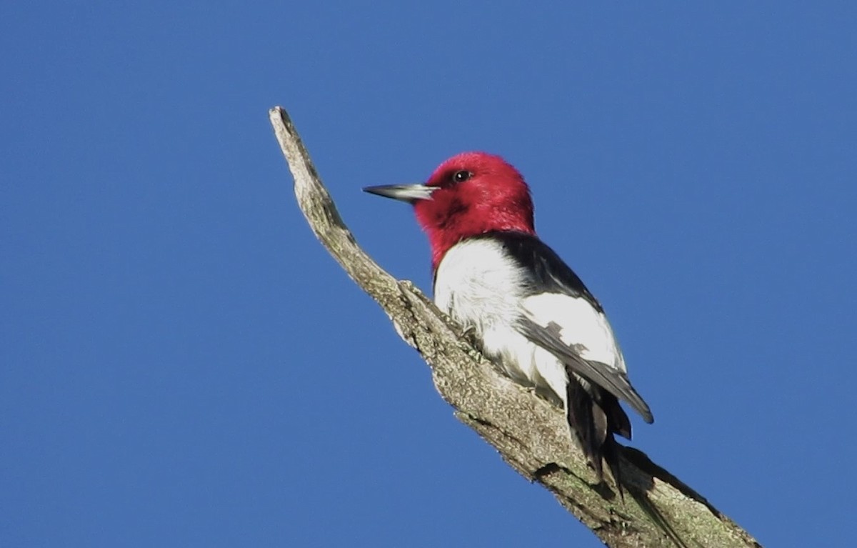 Red-headed Woodpecker - ML620455418