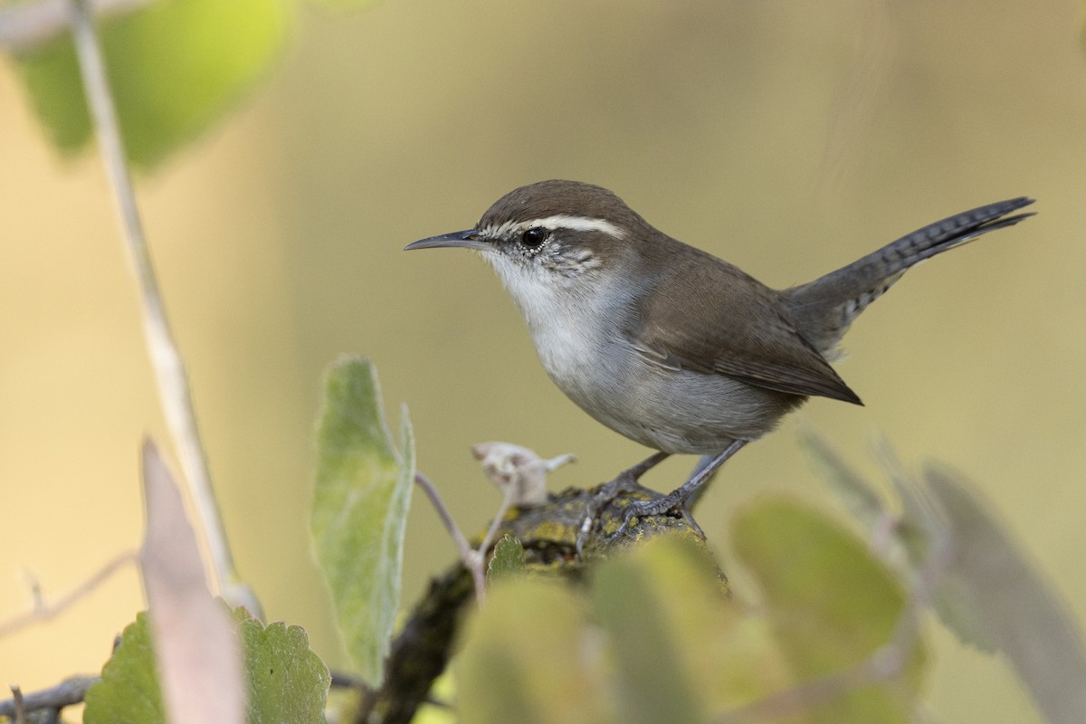 Bewick's Wren - ML620455419