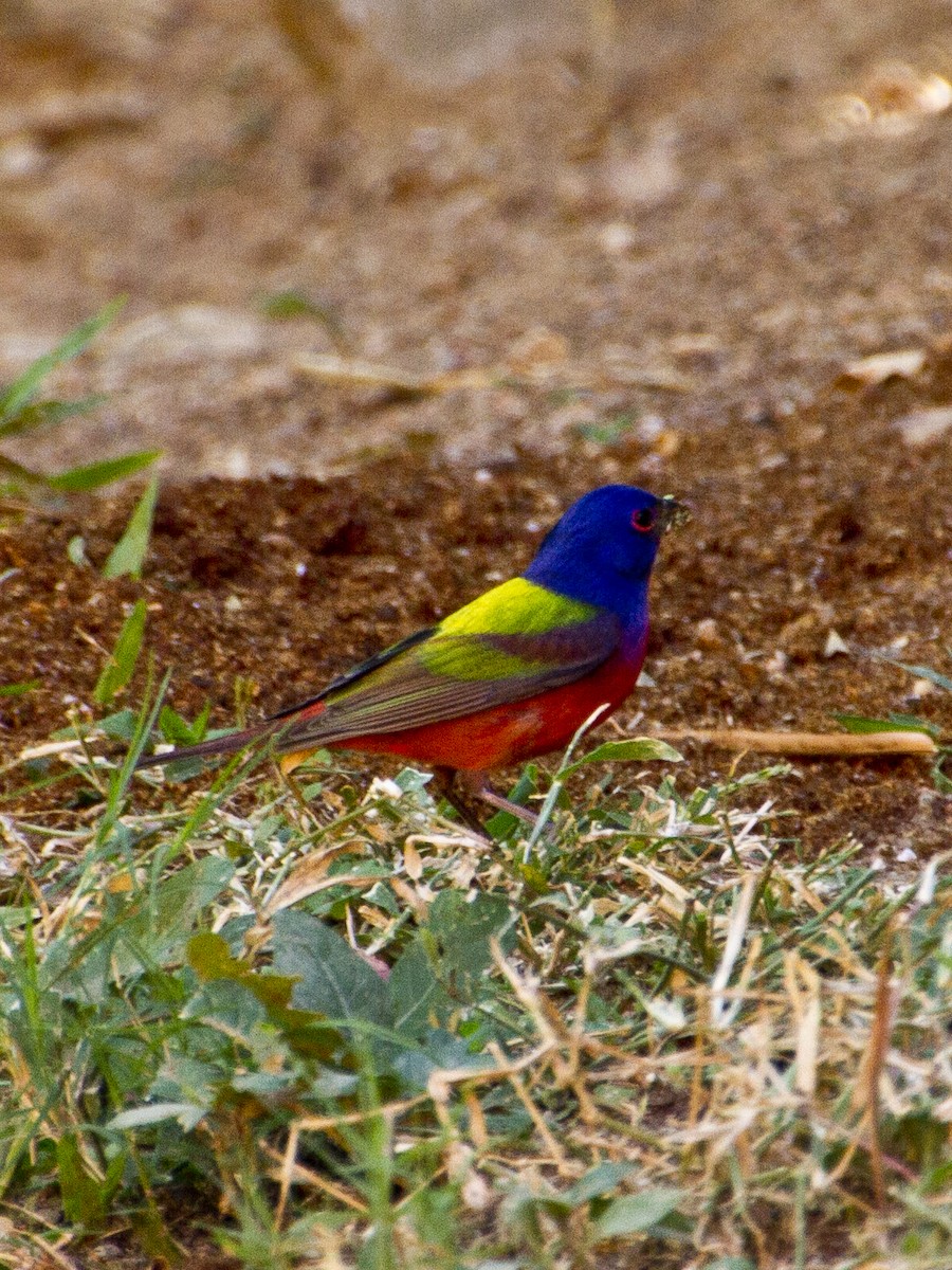 Painted Bunting - ML620455422