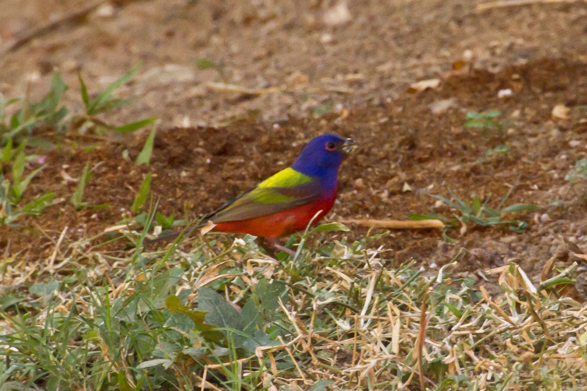 Painted Bunting - ML620455423